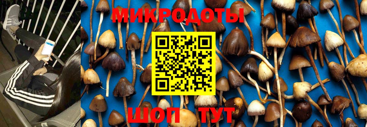 Псилоцибиновые грибы Cubensis  купить  цена  Волгодонск  Вход с VPN 